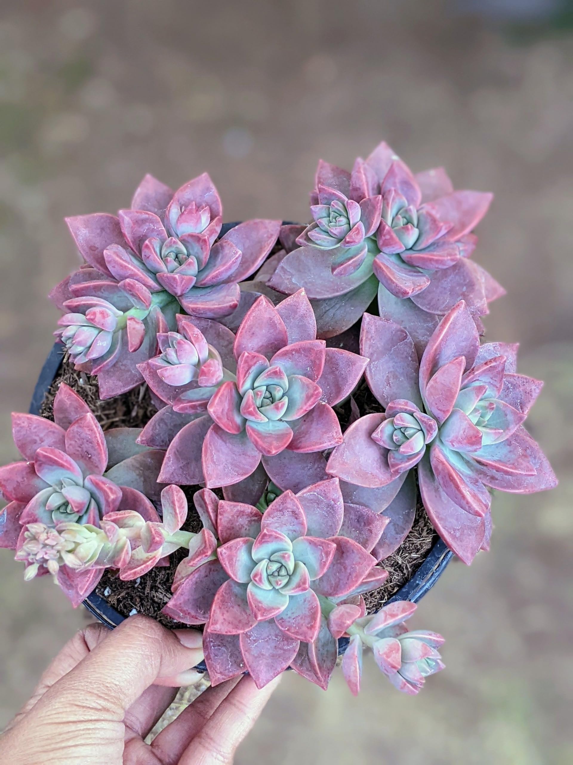 Amazon.com : California Sunset Succulent - 4 Live Starter Plants